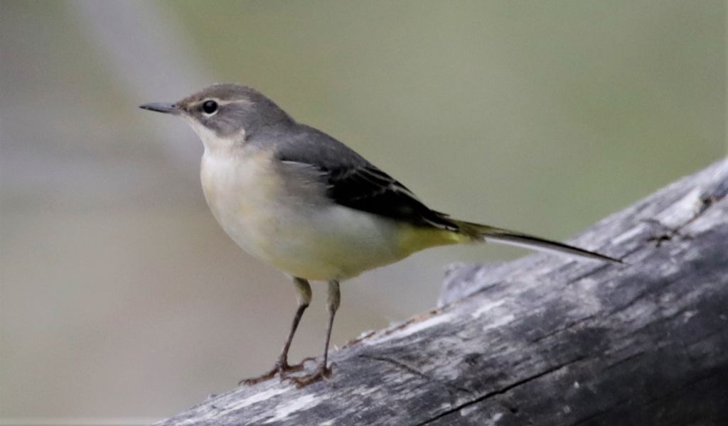 Cutrettola o ballerina gialla ? Ballerina gialla (Motacilla cinerea)